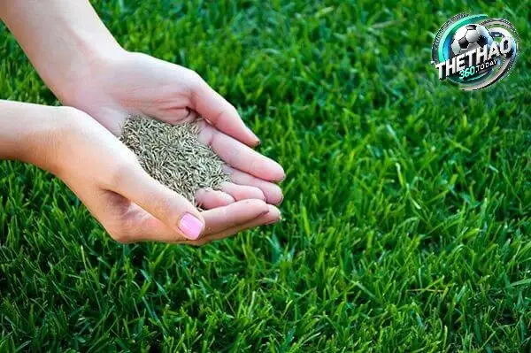 Yếu Tố Ảnh Hưởng Đến Chất Lượng Sân Cỏ Tự Nhiên